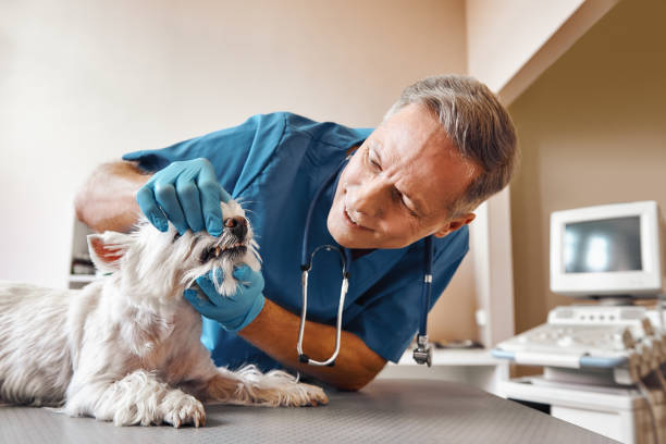 Best 24-Hour Emergency Dentist in Borrego Springs, CA